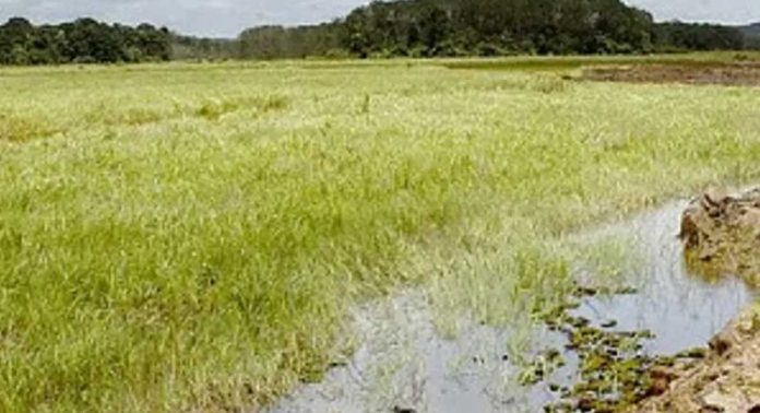 ആറന്മുളയില് വിമാനത്താവളത്തിന് പരിഗണിച്ച സ്ഥലത്ത് ഇലക്ട്രോണിക്സ് ക്ലസ്റ്റര് പദ്ധതിക്ക് നീക്കം ആറന്മുളയില് വിമാനത്താവളത്തിന് പരിഗണിച്ച സ്ഥലത്ത് ഇലക്ട്രോണിക്സ് ക്ലസ്റ്റര് പദ്ധതിക്ക് നീക്കം