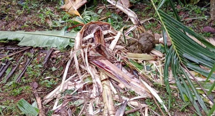 കോന്നി ആവോലിക്കുഴിയിൽ കാട്ടാന കൃഷി നശിപ്പിച്ചു കോന്നി ആവോലിക്കുഴിയിൽ കാട്ടാന കൃഷി നശിപ്പിച്ചു