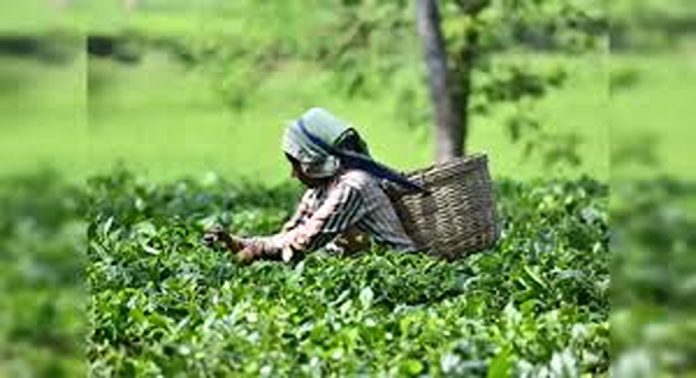 തോട്ടഭൂമിക്കു മേൽ സർക്കാർ ഉടമസ്ഥത സ്ഥാപിക്കാൻ നൽകിയ സിവിൽ കേസ് പിൻവലിക്കണമെന്ന ആവശ്യവുമായി വ്യവസായ വകുപ്പ് തോട്ടഭൂമിക്കു മേൽ സർക്കാർ ഉടമസ്ഥത സ്ഥാപിക്കാൻ നൽകിയ സിവിൽ കേസ് പിൻവലിക്കണമെന്ന ആവശ്യവുമായി വ്യവസായ വകുപ്പ്