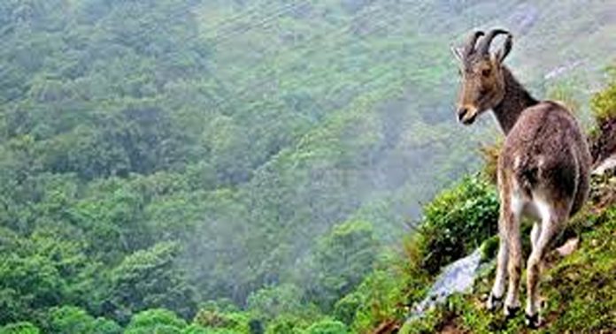 ഇരവികുളത്തെ ഇന്ത്യയിലെ മികച്ച ദേശീയോദ്യാനമായി തിരഞ്ഞെടുത്ത് കേന്ദ്രം ഇരവികുളത്തെ ഇന്ത്യയിലെ മികച്ച ദേശീയോദ്യാനമായി തിരഞ്ഞെടുത്ത് കേന്ദ്രം