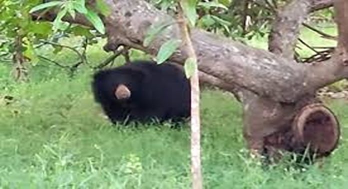 പാലക്കാട് നെല്ലിയാമ്പതിയിൽ കരടി ആക്രമണത്തെ തുടർന്ന് ജാഗ്രതാ നിര്ദേശം പാലക്കാട് നെല്ലിയാമ്പതിയിൽ കരടി ആക്രമണത്തെ തുടർന്ന് ജാഗ്രതാ നിര്ദേശം