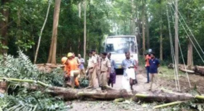 കോന്നി കൊക്കാത്തോട്ടില് പനമരം കുത്തിമറിച്ചിട്ട് കാട്ടാന കോന്നി കൊക്കാത്തോട്ടില് പനമരം കുത്തിമറിച്ചിട്ട് കാട്ടാന