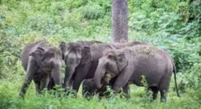 കാട്ടാന ഭീതി ; കൊക്കാത്തോട്, നീരാമക്കുളം ഭാഗങ്ങളിൽ ആളുകൾ വീടുകൾ ഒഴിഞ്ഞുതുടങ്ങി കാട്ടാന ഭീതി ; കൊക്കാത്തോട്, നീരാമക്കുളം ഭാഗങ്ങളിൽ ആളുകൾ വീടുകൾ ഒഴിഞ്ഞുതുടങ്ങി