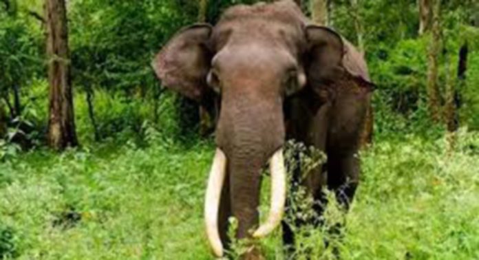 കാട്ടാന ഭീതിയില് കല്ലേലി കാട്ടാന ഭീതിയില് കല്ലേലി