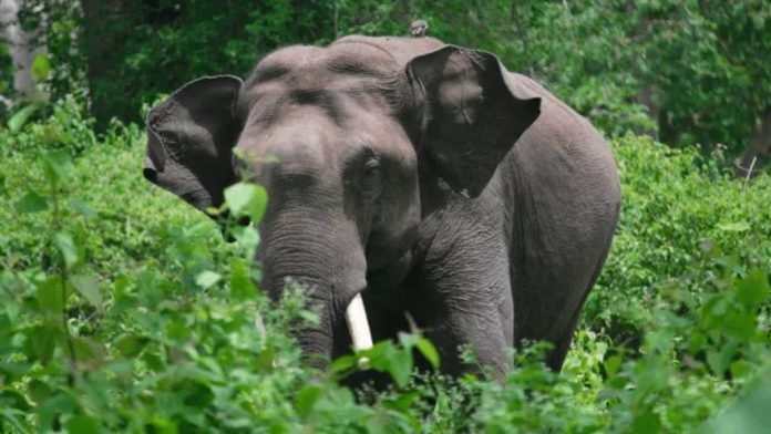 നിലമ്പൂരിൽ കാട്ടാന ആക്രമണത്തിൽ 49കാരൻ കൊല്ലപ്പെട്ടു നിലമ്പൂരിൽ കാട്ടാന ആക്രമണത്തിൽ 49കാരൻ കൊല്ലപ്പെട്ടു