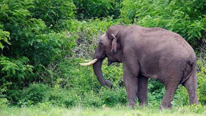 അട്ടപ്പാടിയിൽ വീട്ടുമുറ്റത്ത് ഭീതി പരത്തി കാട്ടാന; തുരത്തിയത് ആർആർടി സംഘമെത്തി അട്ടപ്പാടിയിൽ വീട്ടുമുറ്റത്ത് ഭീതി പരത്തി കാട്ടാന; തുരത്തിയത് ആർആർടി സംഘമെത്തി