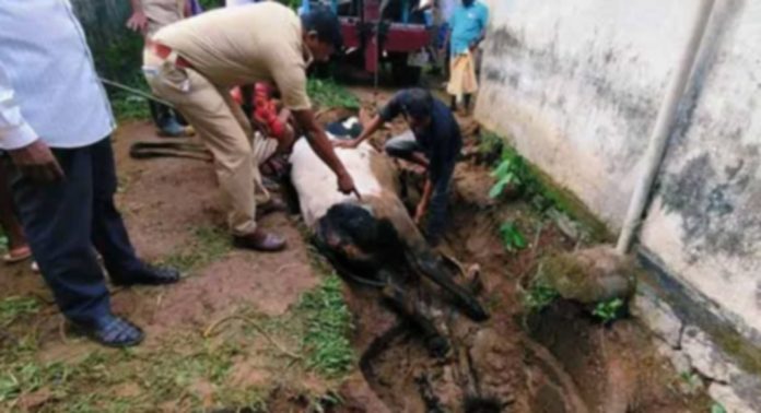 സെപ്ടിക് ടാങ്കില് വീണ ഗര്ഭിണിപ്പശുവിനെ രക്ഷപെടുത്തി അടൂര് അഗ്നിരക്ഷാസേന സെപ്ടിക് ടാങ്കില് വീണ ഗര്ഭിണിപ്പശുവിനെ രക്ഷപെടുത്തി അടൂര് അഗ്നിരക്ഷാസേന