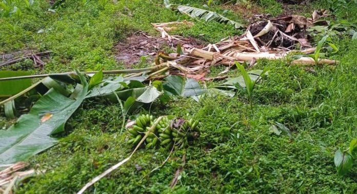 ആവോലിക്കുഴിയിലും മണ്ണീറയിലും കൃഷി നശിപ്പിച്ച് കാട്ടാന ; പ്രതിസന്ധിയിലായി കർഷകർ ആവോലിക്കുഴിയിലും മണ്ണീറയിലും കൃഷി നശിപ്പിച്ച് കാട്ടാന ; പ്രതിസന്ധിയിലായി കർഷകർ