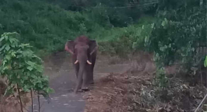 കല്ലേലി ജി ജെ എം യു പി സ്കൂളിന് സമീപം കാട്ടാന ഇറങ്ങി കല്ലേലി ജി ജെ എം യു പി സ്കൂളിന് സമീപം കാട്ടാന ഇറങ്ങി