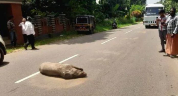 കടമ്പനാട് നെല്ലിമുകൾ ആനമുക്ക് ജംഗ്ഷനിൽ കാറിടിച്ച് കാട്ടുപന്നി ചത്തു കടമ്പനാട് നെല്ലിമുകൾ ആനമുക്ക് ജംഗ്ഷനിൽ കാറിടിച്ച് കാട്ടുപന്നി ചത്തു