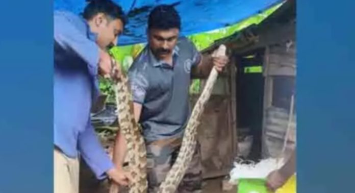 കുളനടയില് കോഴിക്കൂട്ടിൽ നിന്നു കൂറ്റൻ പെരുമ്പാമ്പിനെ പിടികൂടി കുളനടയില് കോഴിക്കൂട്ടിൽ നിന്നു കൂറ്റൻ പെരുമ്പാമ്പിനെ പിടികൂടി