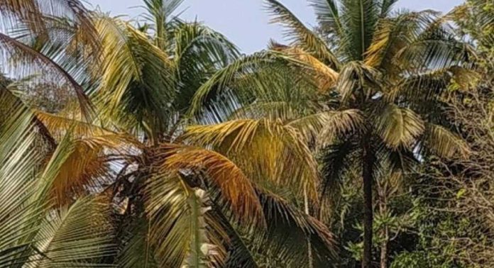 മലയോര മേഖലയില് തെങ്ങുകള്ക്ക് വ്യാപകമായി മഞ്ഞളിപ്പ് രോഗം ബാധിക്കുന്നതായി പരാതി മലയോര മേഖലയില് തെങ്ങുകള്ക്ക് വ്യാപകമായി മഞ്ഞളിപ്പ് രോഗം ബാധിക്കുന്നതായി പരാതി