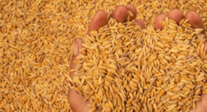 നെല്ല് സംഭരണം ; ജില്ലയിലെ കർഷകർക്ക് ഇനി നൽകാനുള്ളത് 18.91 കോടി നെല്ല് സംഭരണം ; ജില്ലയിലെ കർഷകർക്ക് ഇനി നൽകാനുള്ളത് 18.91 കോടി