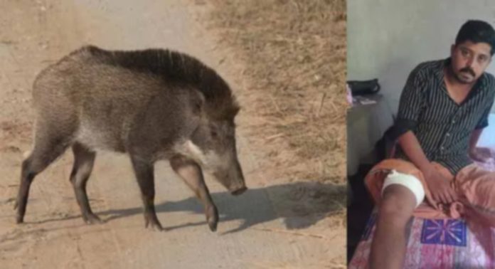 പത്തനംതിട്ട ഊട്ടുപാറയില് കാട്ടുപന്നി ആക്രമണത്തില് യുവാവിന് പരിക്കേറ്റു പത്തനംതിട്ട ഊട്ടുപാറയില് കാട്ടുപന്നി ആക്രമണത്തില് യുവാവിന് പരിക്കേറ്റു