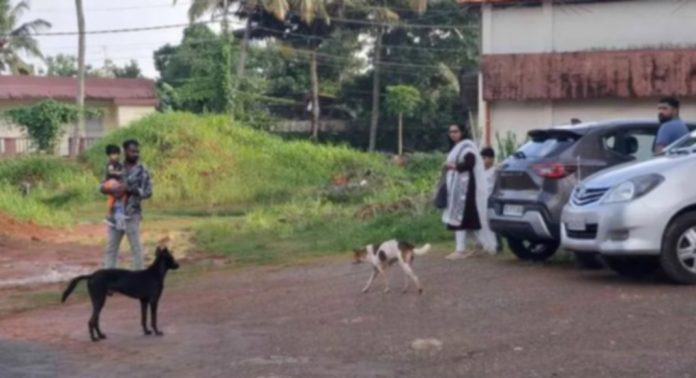 തിരുവല്ല താലൂക്ക് ആശുപത്രി പരിസരം കൈയ്യടക്കി തെരുവ് നായകൾ തിരുവല്ല താലൂക്ക് ആശുപത്രി പരിസരം കൈയ്യടക്കി തെരുവ് നായകൾ