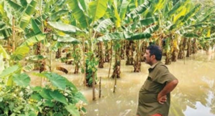 പുല്ലാട് ഇരപ്പൻതോട്ടിലെ കൃഷിയിടങ്ങളിലെ ഏത്തവാഴയും കപ്പയും വെള്ളംകയറി നശിച്ചു പുല്ലാട് ഇരപ്പൻതോട്ടിലെ കൃഷിയിടങ്ങളിലെ ഏത്തവാഴയും കപ്പയും വെള്ളംകയറി നശിച്ചു