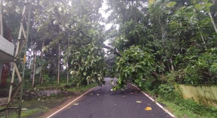 അടിച്ചിപ്പുഴ-റാന്നി റോഡിൽ വൈദ്യുതി ലൈനിലേക്ക് തേക്കുമരം കടപുഴകി വീണ് ഗതാഗതം തടസ്സപ്പെട്ടു അടിച്ചിപ്പുഴ-റാന്നി റോഡിൽ വൈദ്യുതി ലൈനിലേക്ക് തേക്കുമരം കടപുഴകി വീണ് ഗതാഗതം തടസ്സപ്പെട്ടു