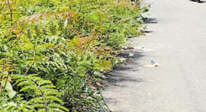 കാടും പടലും കാരിഞ്ചയും നിറഞ്ഞ് മുക്കട–ഇടമൺ–അത്തിക്കയം ശബരിമല പാത കാടും പടലും കാരിഞ്ചയും നിറഞ്ഞ് മുക്കട–ഇടമൺ–അത്തിക്കയം ശബരിമല പാത