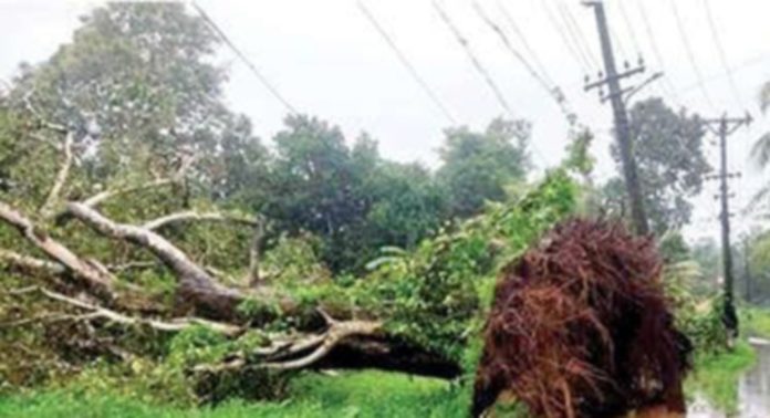 തിരുവല്ല ഉത്രമേൽ മഹാവിഷ്ണുക്ഷേത്ര പരിസരത്തുനിന്ന കൂറ്റൻ ആൽമരം കടപുഴകിവീണു തിരുവല്ല ഉത്രമേൽ മഹാവിഷ്ണുക്ഷേത്ര പരിസരത്തുനിന്ന കൂറ്റൻ ആൽമരം കടപുഴകിവീണു
