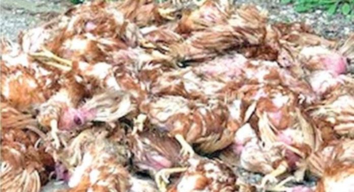വള്ളികുന്നത്ത് കോഴികൾ കൂട്ടത്തോടെ ചാകുന്നത് ന്യൂ കാസിൽ രോഗം ബാധിച്ചാണെന്ന് കണ്ടെത്തി വള്ളികുന്നത്ത് കോഴികൾ കൂട്ടത്തോടെ ചാകുന്നത് ന്യൂ കാസിൽ രോഗം ബാധിച്ചാണെന്ന് കണ്ടെത്തി