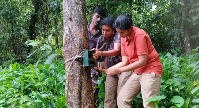 തണ്ണിത്തോട് റോഡിൽ കടുവയെ കണ്ടതായി പോലീസ് ; വനംവകുപ്പ് ക്യാമറ സ്ഥാപിച്ചു തണ്ണിത്തോട് റോഡിൽ കടുവയെ കണ്ടതായി പോലീസ് ; വനംവകുപ്പ് ക്യാമറ സ്ഥാപിച്ചു