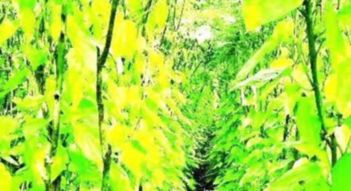 കാറ്റും മഴയും ; ജില്ലയിൽ ഒരു ഹെക്ടർ സ്ഥലത്തെ വെറ്റിലക്കൃഷി നശിച്ചു കാറ്റും മഴയും ; ജില്ലയിൽ ഒരു ഹെക്ടർ സ്ഥലത്തെ വെറ്റിലക്കൃഷി നശിച്ചു