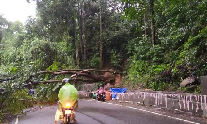 കൊച്ചി – ധനുഷ്കോടി ദേശീയപാതയിൽ മരം വീണ് ഗതാഗതം തടസ്സപ്പെട്ടു കൊച്ചി – ധനുഷ്കോടി ദേശീയപാതയിൽ മരം വീണ് ഗതാഗതം തടസ്സപ്പെട്ടു