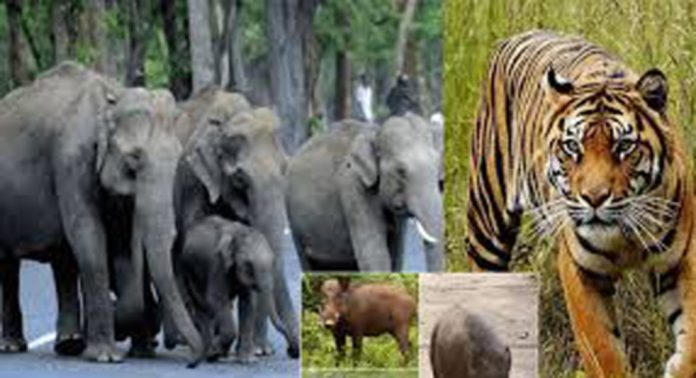 കാട്ടുമൃഗങ്ങൾ ജനവാസ മേഖലയിൽ ; ഉറക്കം ഇല്ലാതെ മലയോര മേഖല കാട്ടുമൃഗങ്ങൾ ജനവാസ മേഖലയിൽ ; ഉറക്കം ഇല്ലാതെ മലയോര മേഖല