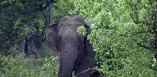 ചിന്നക്കനാൽ സൂര്യനെല്ലിയിൽ വീണ്ടും കാട്ടാന ഇറങ്ങി