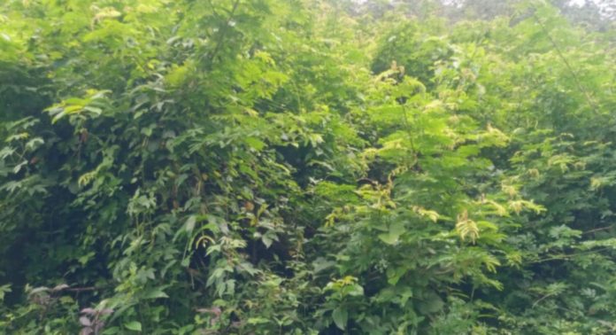 ചേത്തക്കൽ റബ്ബർ ബോർഡിൻ്റെ തോട്ടഭുമിയില് കാടു വളര്ന്നു നില്ക്കുന്നത് വെട്ടി നീക്കണമെന്ന ആവശ്യം ശക്തമാകുന്നു ചേത്തക്കൽ റബ്ബർ ബോർഡിൻ്റെ തോട്ടഭുമിയില് കാടു വളര്ന്നു നില്ക്കുന്നത് വെട്ടി നീക്കണമെന്ന ആവശ്യം ശക്തമാകുന്നു