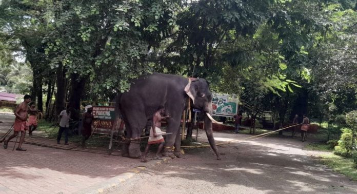 കോന്നി ആനത്താവളത്തിൽ ആന ഇടഞ്ഞു കോന്നി ആനത്താവളത്തിൽ ആന ഇടഞ്ഞു