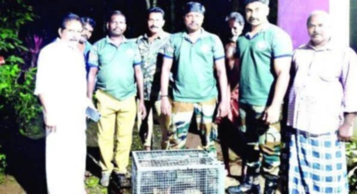 കടപ്രയിൽ വീട്ടിലെ കോഴിക്കൂട്ടിൽ കുടുങ്ങിയ പൂച്ചപ്പുലിയെ വനപാലകരെത്തി പിടികൂടി കടപ്രയിൽ വീട്ടിലെ കോഴിക്കൂട്ടിൽ കുടുങ്ങിയ പൂച്ചപ്പുലിയെ വനപാലകരെത്തി പിടികൂടി