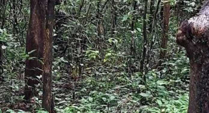 റാന്നി പെരുന്തേനരുവി വനമേഖലയിൽ മാലിന്യം തള്ളുന്നത് പതിവാകുന്നു റാന്നി പെരുന്തേനരുവി വനമേഖലയിൽ മാലിന്യം തള്ളുന്നത് പതിവാകുന്നു