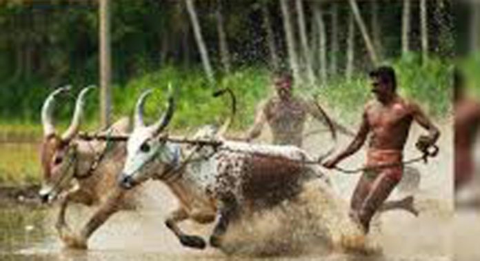 ആനന്ദപ്പള്ളിയുടെ കാർഷിക ഉത്സവമായിരുന്ന മരമടി നിലച്ചിട്ട് 17 വർഷം ആനന്ദപ്പള്ളിയുടെ കാർഷിക ഉത്സവമായിരുന്ന മരമടി നിലച്ചിട്ട് 17 വർഷം