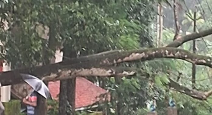 കടുമീന്ചിറ സ്കൂള് മുറ്റത്തു നിന്ന മരം റോഡിലേക്ക് മറിഞ്ഞു വീണു ; വന് ദുരന്തം ഒഴിവായി കടുമീന്ചിറ സ്കൂള് മുറ്റത്തു നിന്ന മരം റോഡിലേക്ക് മറിഞ്ഞു വീണു ; വന് ദുരന്തം ഒഴിവായി