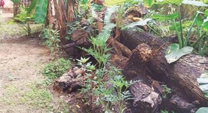 കുരമ്പാല ഗവ. എൽപി സ്കൂളിൽ കൂട്ടിയിട്ടിരിക്കുന്ന തടി കഷ്ണങ്ങള് അപകടഭീതി ഉയര്ത്തുന്നു കുരമ്പാല ഗവ. എൽപി സ്കൂളിൽ കൂട്ടിയിട്ടിരിക്കുന്ന തടി കഷ്ണങ്ങള് അപകടഭീതി ഉയര്ത്തുന്നു