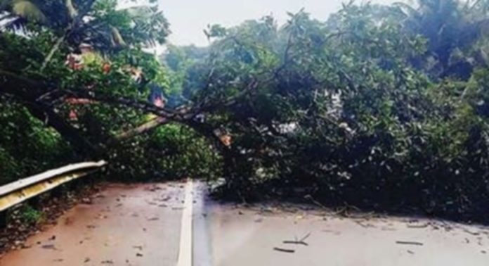 അടൂര് എംസി റോഡിൽ അരമനപ്പടിക്കുസമീപം റോഡരികിൽനിന്ന മരത്തിന്റെ ചില്ല ഒടിഞ്ഞ് റോഡിലേക്കുവീണു അടൂര് എംസി റോഡിൽ അരമനപ്പടിക്കുസമീപം റോഡരികിൽനിന്ന മരത്തിന്റെ ചില്ല ഒടിഞ്ഞ് റോഡിലേക്കുവീണു