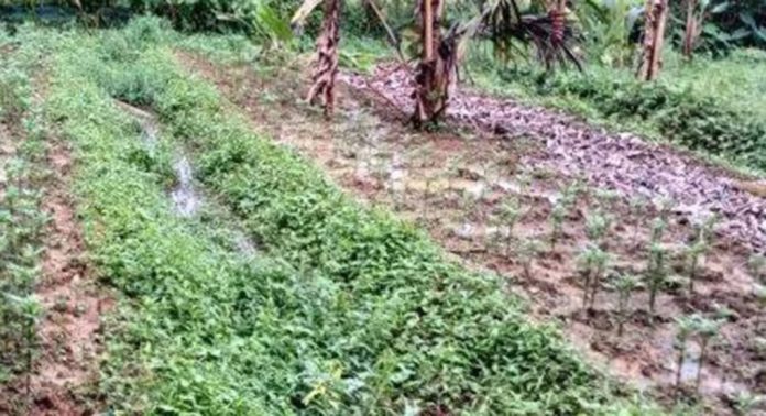 മഴ കനത്തതോടെ ഓണവിപണി ലക്ഷ്യമിട്ട പച്ചക്കറികൃഷി പലതും വെള്ളത്തില് മഴ കനത്തതോടെ ഓണവിപണി ലക്ഷ്യമിട്ട പച്ചക്കറികൃഷി പലതും വെള്ളത്തില്
