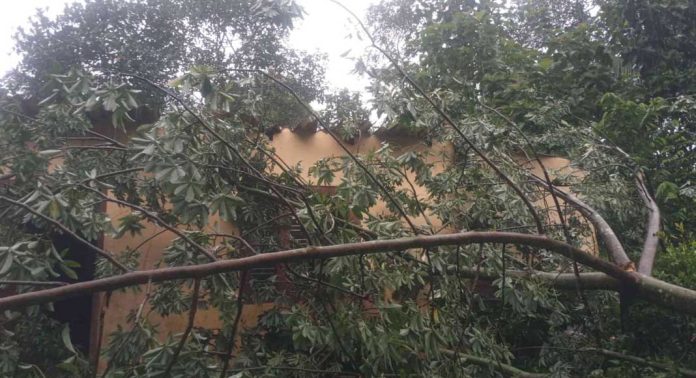 കാറ്റിലും മഴയിലും മല്ലപ്പള്ളിയിൽ വ്യാപക നാശനഷ്ടം കാറ്റിലും മഴയിലും മല്ലപ്പള്ളിയിൽ വ്യാപക നാശനഷ്ടം