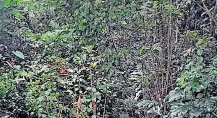 കാട്ടുപന്നികളുടെ ആവാസകേന്ദ്രമായി അയിരൂർ ഞൂഴുർ ഉപകനാൽ മാറുന്നു കാട്ടുപന്നികളുടെ ആവാസകേന്ദ്രമായി അയിരൂർ ഞൂഴുർ ഉപകനാൽ മാറുന്നു