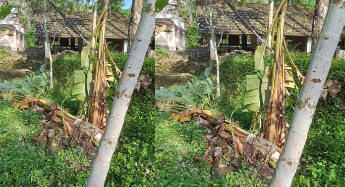 വടശ്ശേരിക്കരയിൽ കാട്ടാന ശല്യം രൂക്ഷമാകുന്നു വടശ്ശേരിക്കരയിൽ കാട്ടാന ശല്യം രൂക്ഷമാകുന്നു