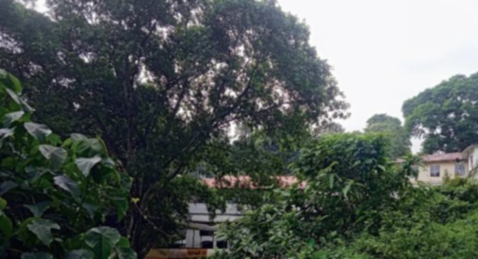 കാടുമൂടി ചിറ്റാർ പഞ്ചായത്ത് ഓഫീസ് പരിസരം കാടുമൂടി ചിറ്റാർ പഞ്ചായത്ത് ഓഫീസ് പരിസരം