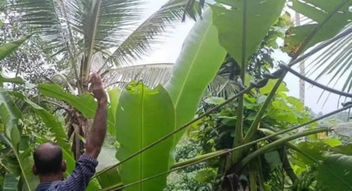 ചിറ്റാർ തെക്കേക്കരയിൽ വീടിനു സമീപം വൈദ്യുതി ലൈൻ താഴ്ന്നുകിടക്കുന്നതായി പരാതി ചിറ്റാർ തെക്കേക്കരയിൽ വീടിനു സമീപം വൈദ്യുതി ലൈൻ താഴ്ന്നുകിടക്കുന്നതായി പരാതി