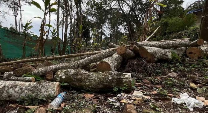 ഇടുക്കി ശാന്തന്പാറ മേഖലയില് വന് വനംകൊള്ള ; ഏലത്തോട്ടങ്ങളില് നിന്നും മരങ്ങൾ മുറിച്ചുകടത്തി ഇടുക്കി ശാന്തന്പാറ മേഖലയില് വന് വനംകൊള്ള ; ഏലത്തോട്ടങ്ങളില് നിന്നും മരങ്ങൾ മുറിച്ചുകടത്തി