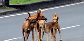 തെരുവുനായയുടെ കടിയേറ്റ് ചികിത്സയിലായിരുന്ന സ്ത്രീ മരിച്ചു