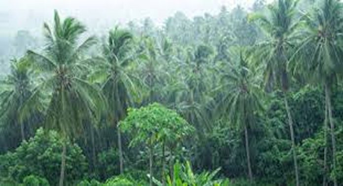 തൃശൂരിൽ ശക്തമായ മഴയില് വീടിന്റെ പിന്ഭാഗത്തെ മതില് ഇടിഞ്ഞ് വീട്ടമ്മ തോട്ടിലേക്ക് വീണു തൃശൂരിൽ ശക്തമായ മഴയില് വീടിന്റെ പിന്ഭാഗത്തെ മതില് ഇടിഞ്ഞ് വീട്ടമ്മ തോട്ടിലേക്ക് വീണു