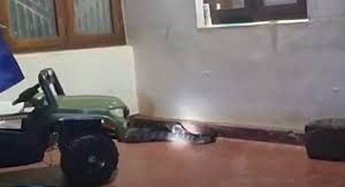 ചെറുവാഞ്ചേരിയില് വീട്ടിനുള്ളില് നിന്ന് രാജവെമ്പാലയെ പിടികൂടി ചെറുവാഞ്ചേരിയില് വീട്ടിനുള്ളില് നിന്ന് രാജവെമ്പാലയെ പിടികൂടി