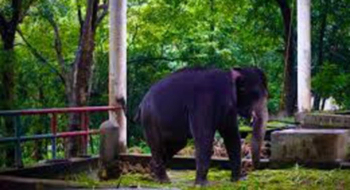 കോന്നി ആനത്താവളത്തിലെ ആനകളുടെ പരിപാലനത്തിന് സ്ഥലപരിമിതി തടസ്സമാകുന്നു കോന്നി ആനത്താവളത്തിലെ ആനകളുടെ പരിപാലനത്തിന് സ്ഥലപരിമിതി തടസ്സമാകുന്നു