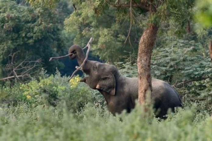 അതിരപ്പിള്ളി ആനമല വനപാതയില് കാര് യാത്രികര്ക്ക് നേരെ പാഞ്ഞടുത്ത് കാട്ടാന അതിരപ്പിള്ളി ആനമല വനപാതയില് കാര് യാത്രികര്ക്ക് നേരെ പാഞ്ഞടുത്ത് കാട്ടാന