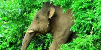 മലപ്പുറം കരുളായിയിൽ കാട്ടാന ആക്രമണത്തിൽ സ്ത്രീക്ക് പരിക്ക്
